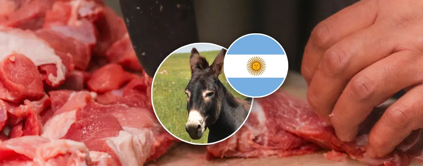 Crece el consumo de carne de burro en Argentina