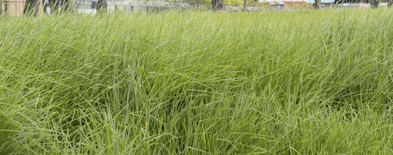 pasto kikuyo