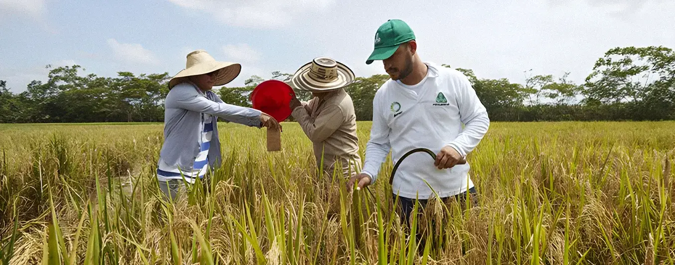 Producción de arroz