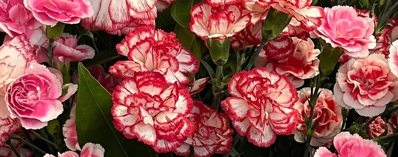 Las flores de Colombia se alistan para San Valentín