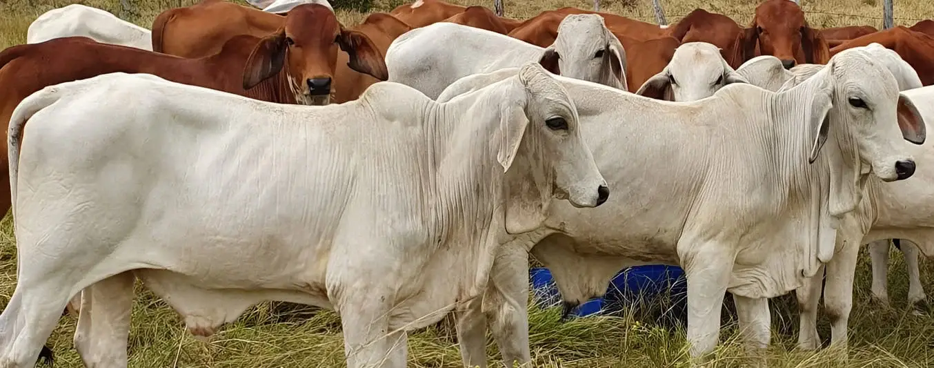 Ganadería Maktub