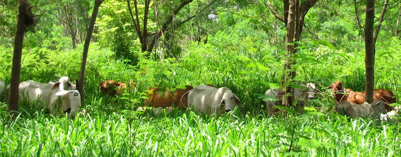 Importancia de garantizar sombra al ganado
