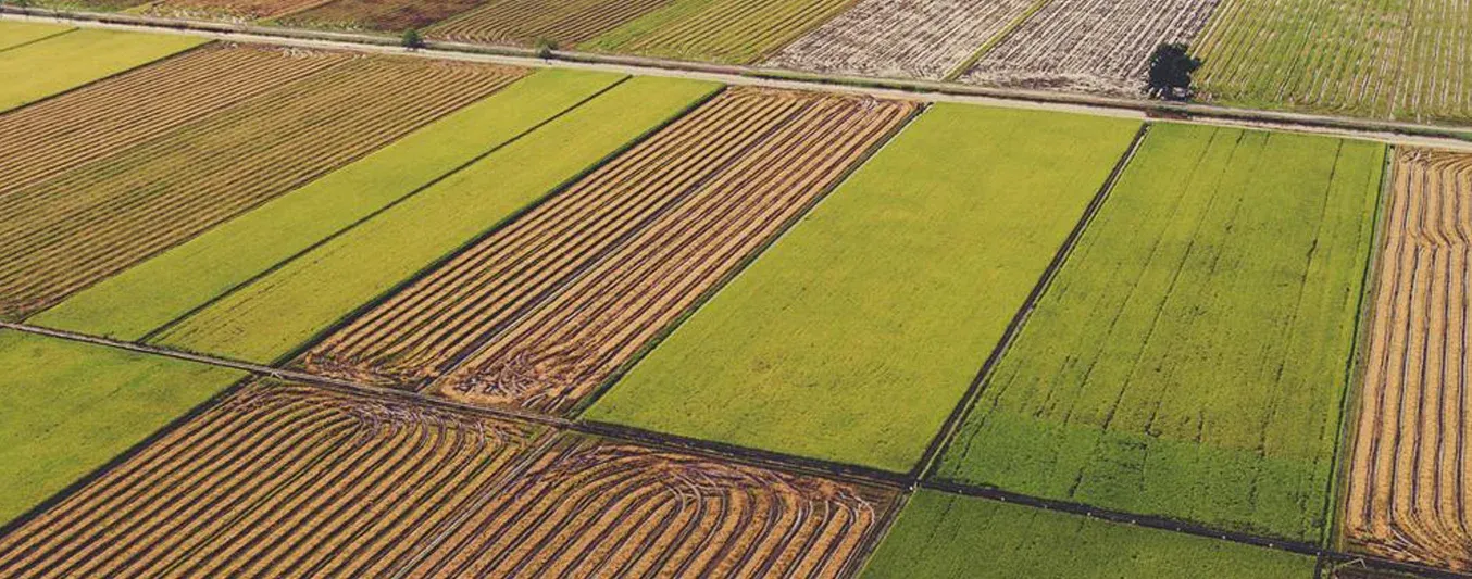 Radiografía trimestral del sector agropecuario
