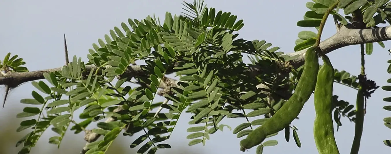 árbol de trupillo