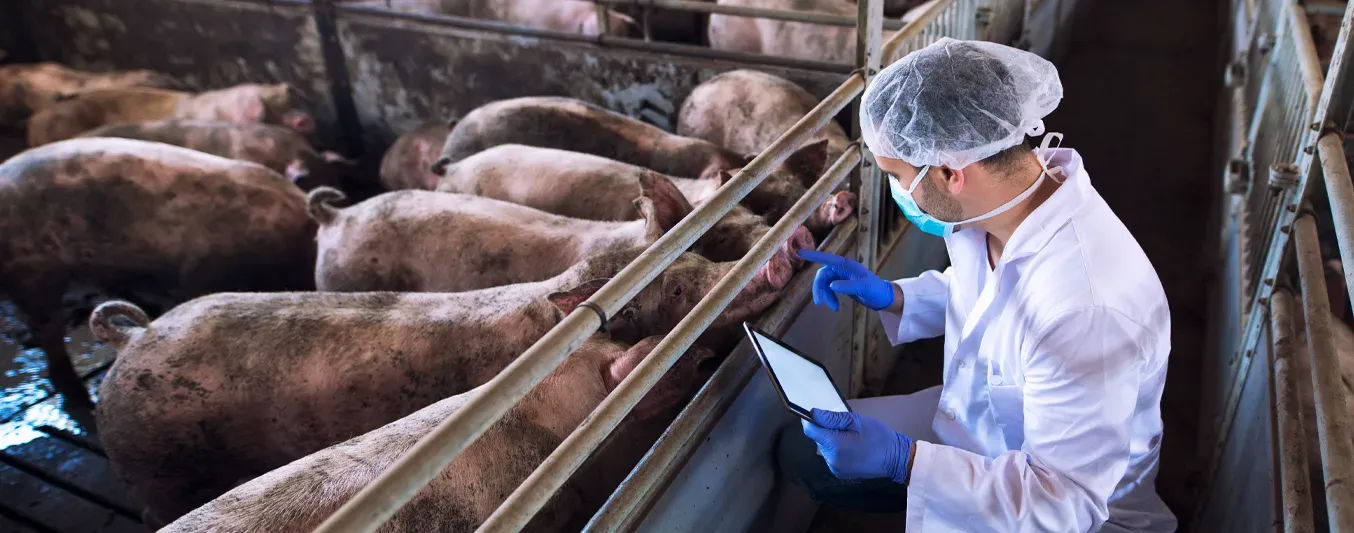 Crece con fuerza la producción de carne de cerdo