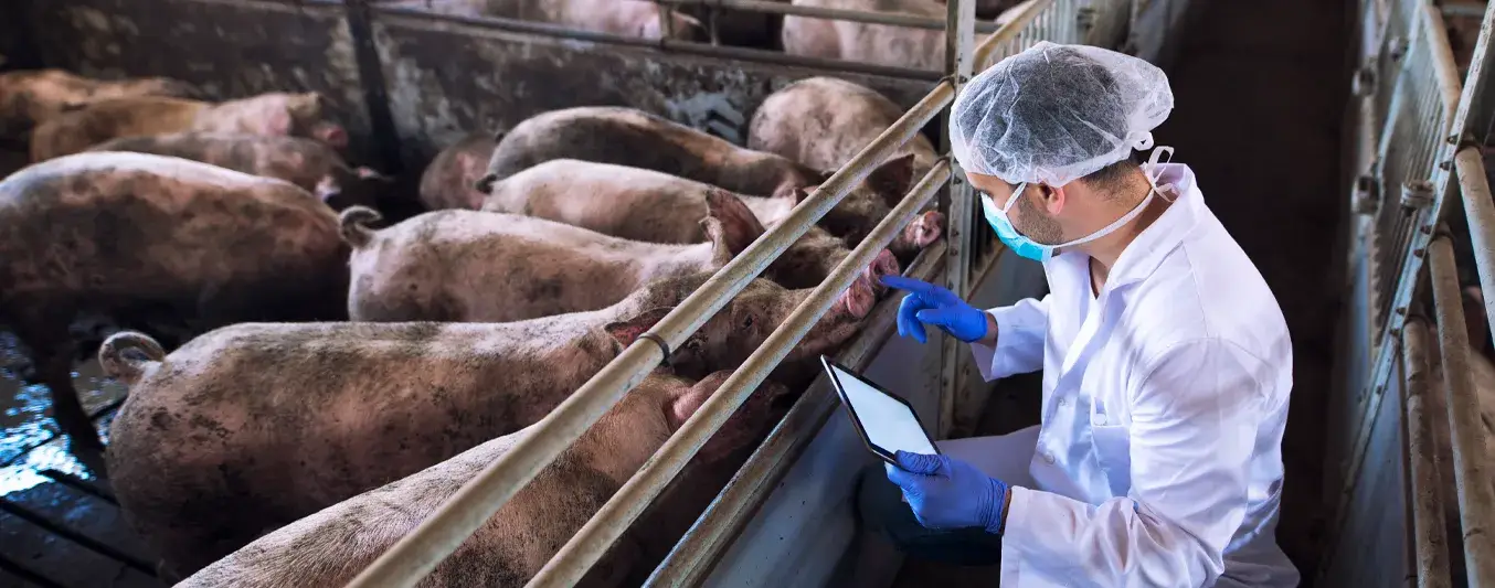 Crece con fuerza la producción de carne de cerdo