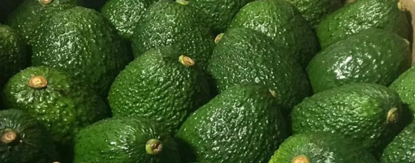 Aguacate hass sigue en subida