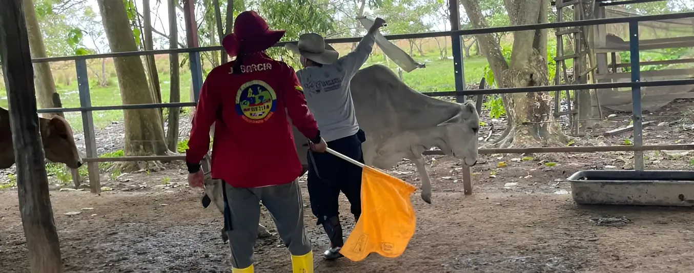 arrea el ganado con banderas color naranja