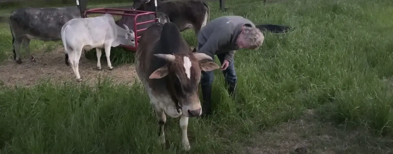 Las vacas son los nuevos cachorros