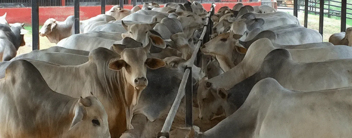 ¿Por qué hablar de confinamiento en trópico bajo colombiano?