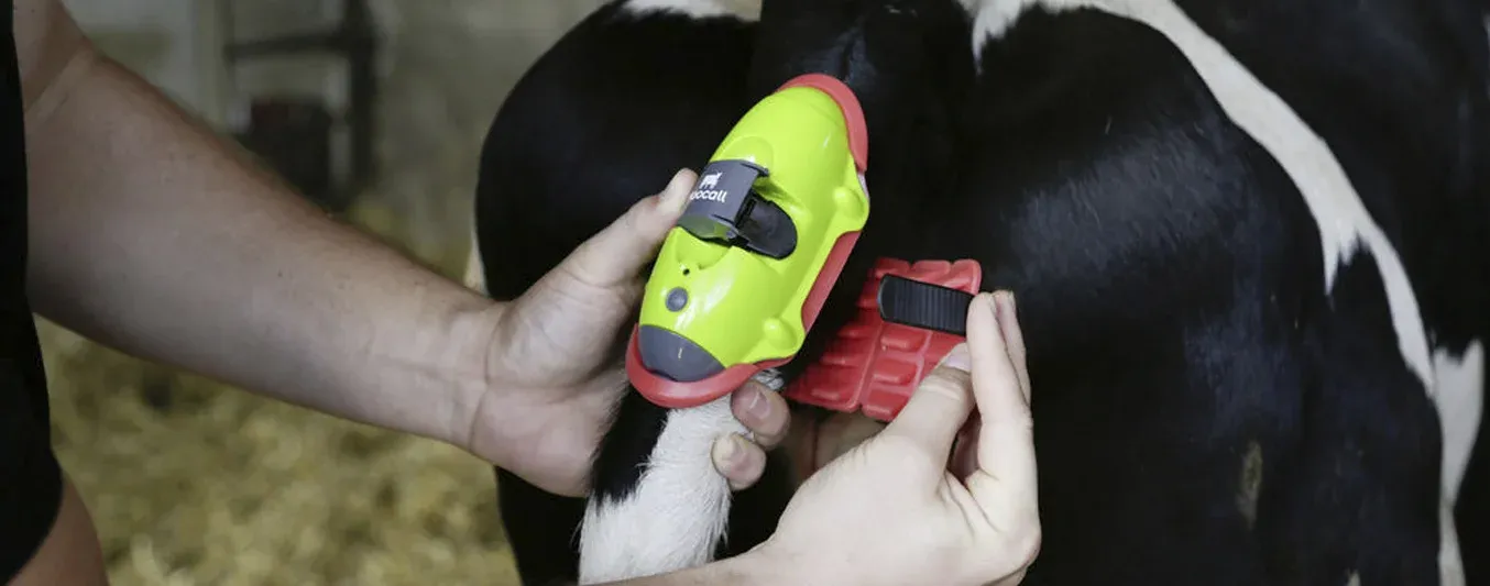 Irlanda sorprende al mundo con su sensor de partos marca Moocall