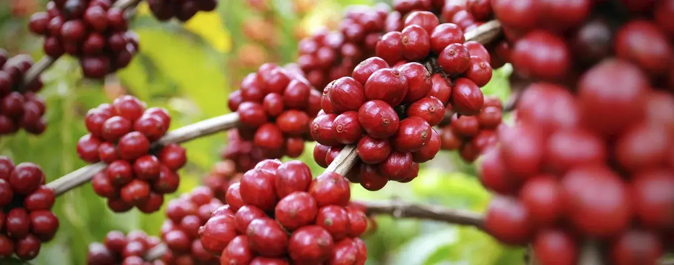 Sector privado se une para inaugurar planta de café en Tolima
