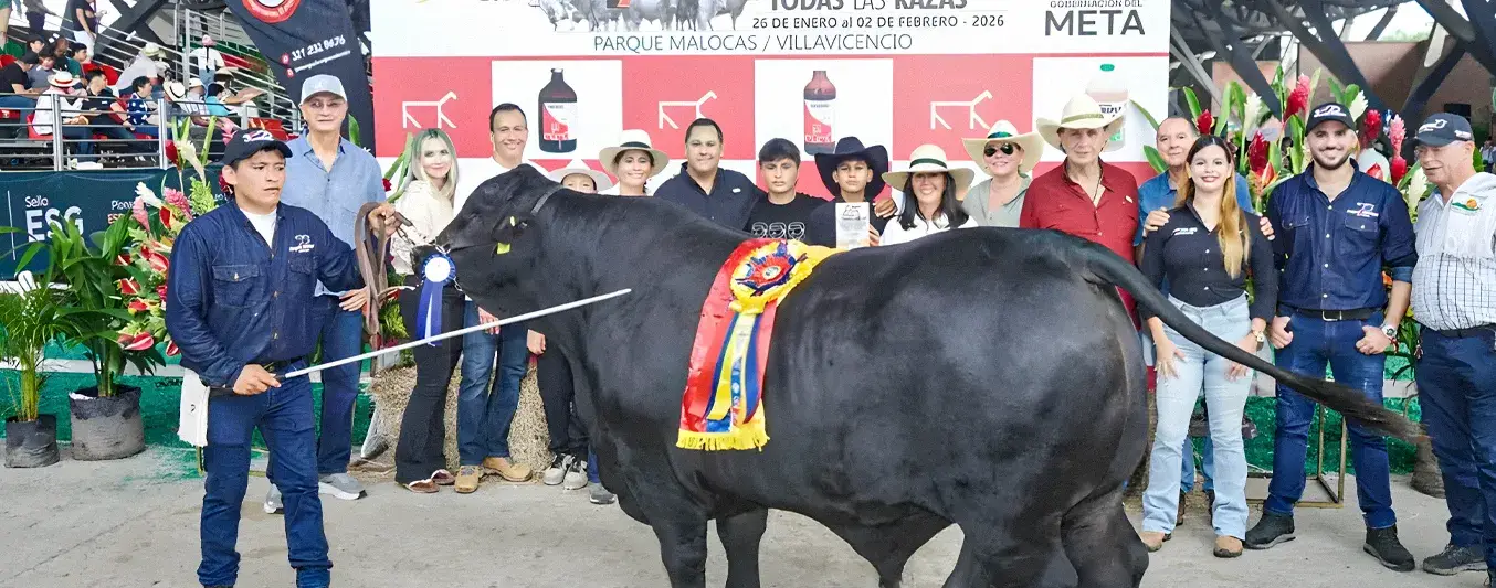 Así ha sido el impacto de los bovinos Angus en Expomalocas 2026
