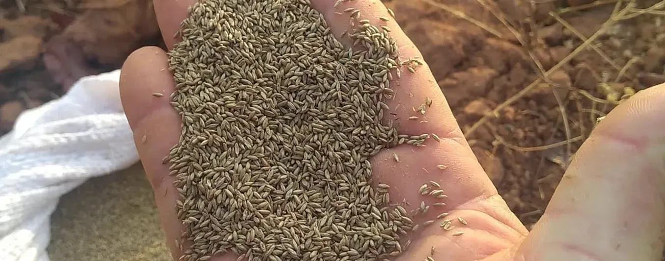 Aprenda a sembrar sus pastos