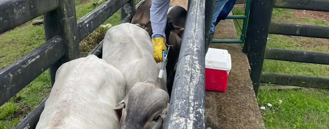 Como va la vacunación en Cesar y Guajira