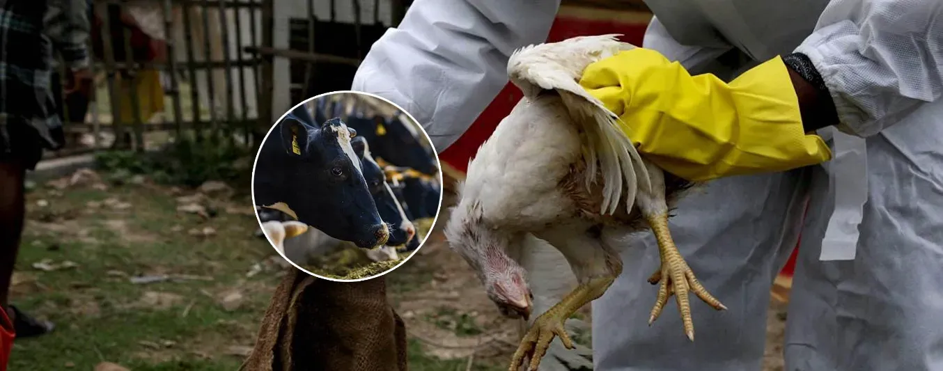 Reportan primer caso de gripe aviar en una vaca europea