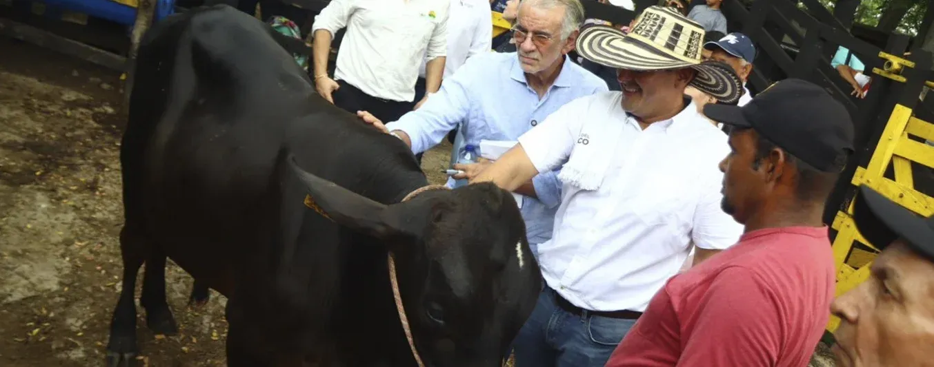 Vaca Atlántico - Asoganorte