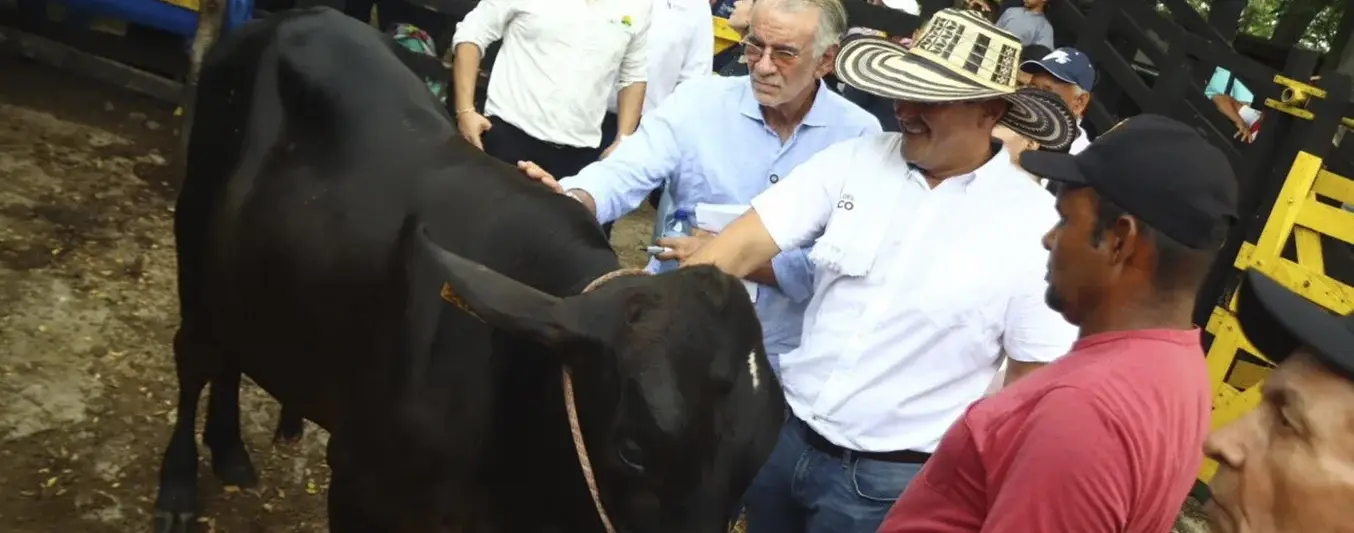 Vaca Atlántico - Asoganorte