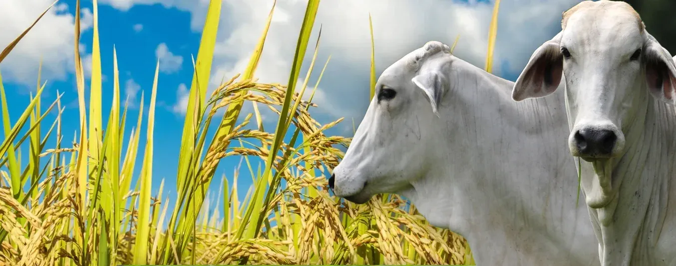 Arroz y ganadería ¿cómo funciona esa integración?