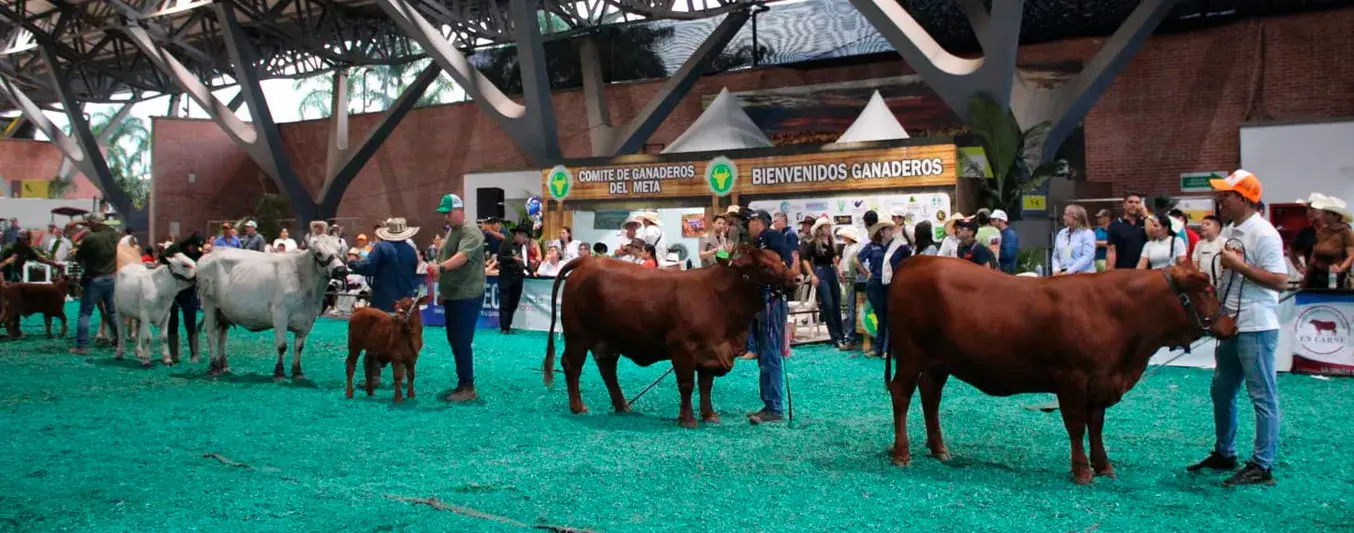 Charolais tiene a su Gran Campeona Cárnica en Expomalocas 2026