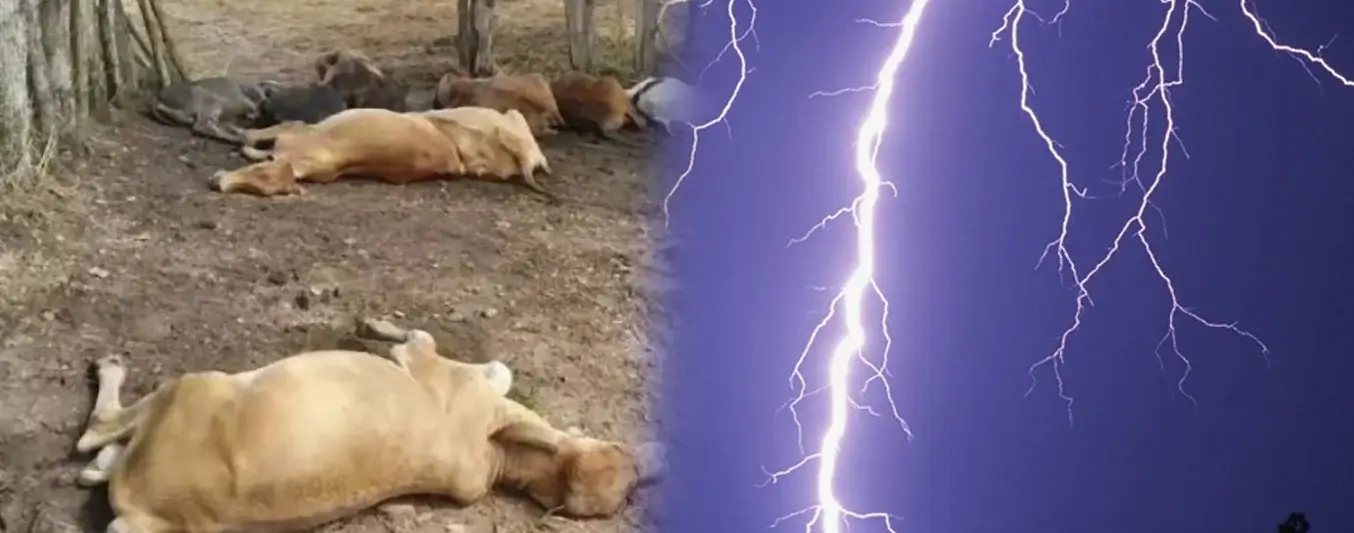 rayo mato vacas