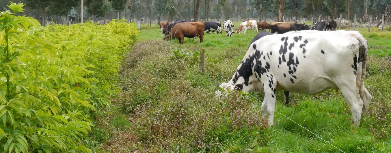 How Trees and Silvopastoral Systems Protect Livestock from Frost Damage