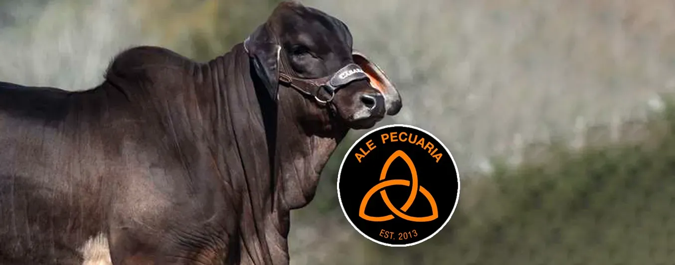 ⁠Llegada del primer brahman negro registrado a Colombia