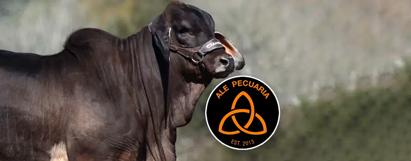 ⁠Llegada del primer brahman negro registrado a Colombia