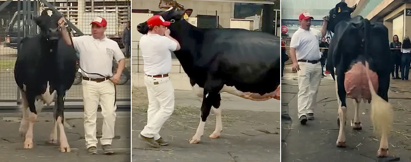 Gran campeona holstein