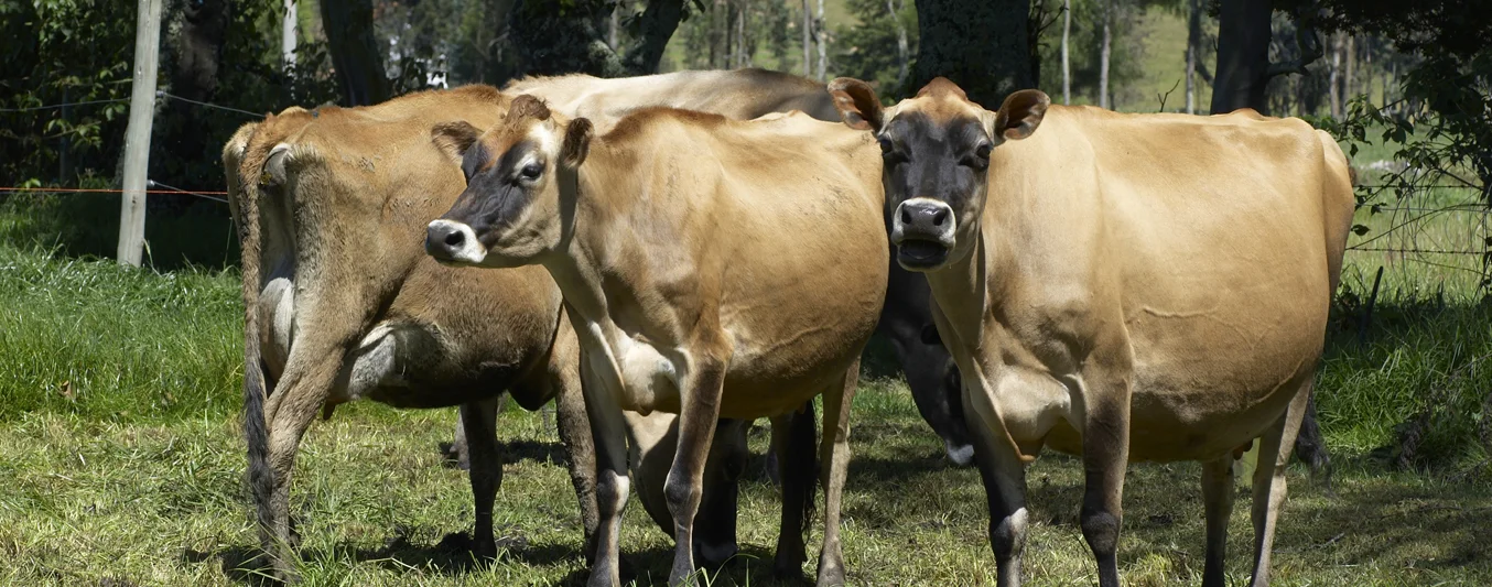 ICA cancelará registros de predios pecuarios en áreas de parques naturales | CONtexto Ganadero