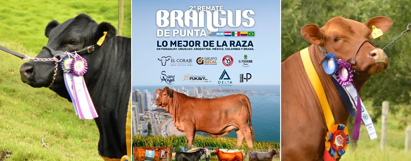 Segundo Remate Brangus de Punta