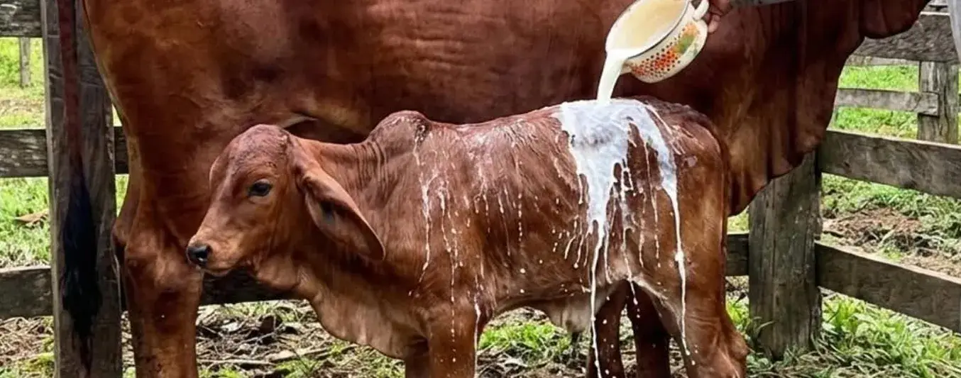 bañar a los bovinos con calostro