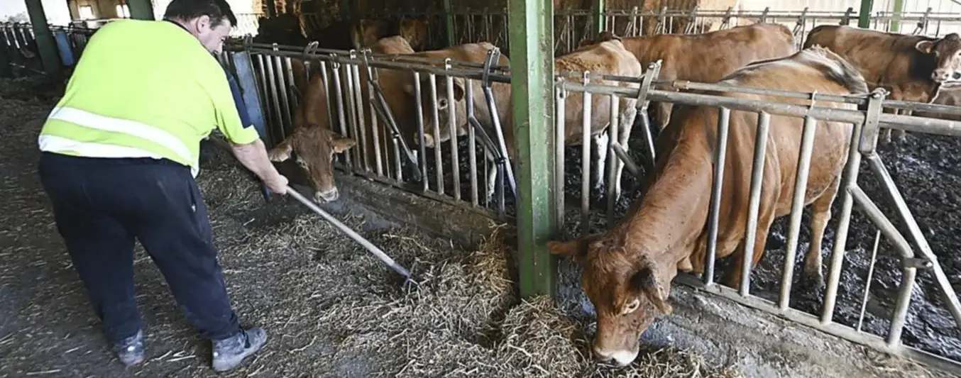 Enfermedades en las vacas de Europa