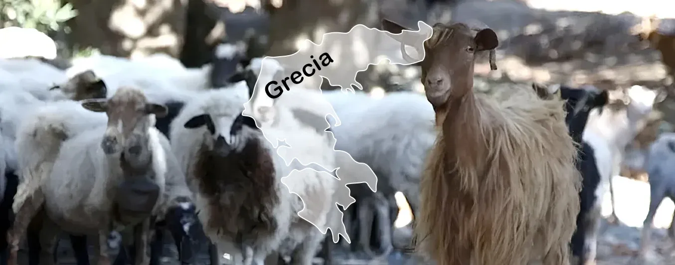 Grecia ha tenido que sacrificar a más de 420.000 ovinos y caprinos