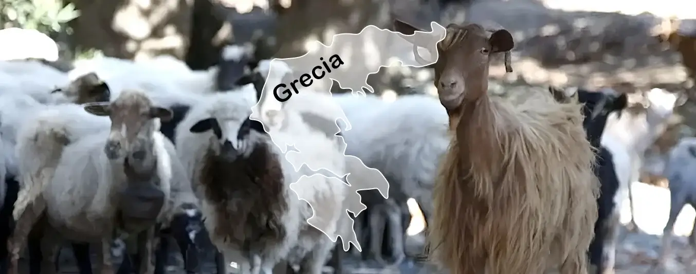 Grecia ha tenido que sacrificar a más de 420.000 ovinos y caprinos