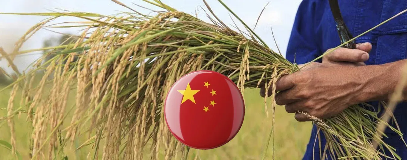 En China cultivan arroz en suelo salado