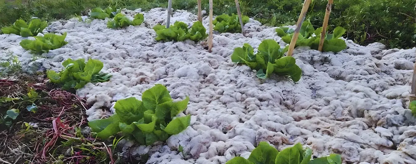 Científicos australianos están cubriendo las tierras secas con residuos de lana