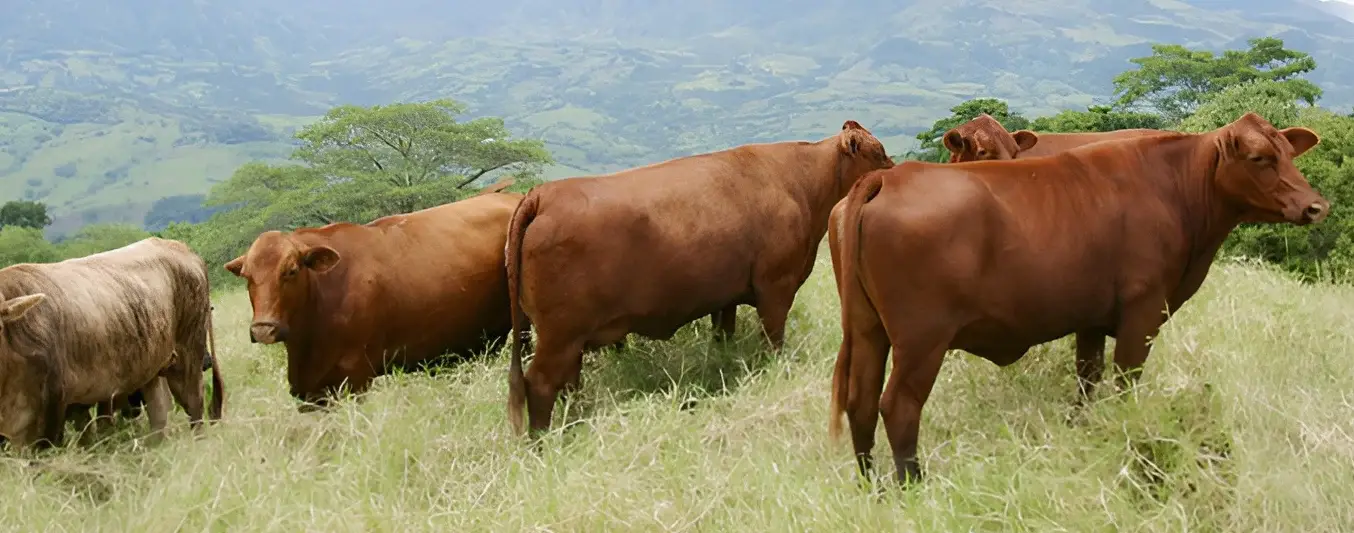 Mejoramiento Genético En Ganaderías De Carne En La Región Caribe Colombiana Si Es Posible 8281