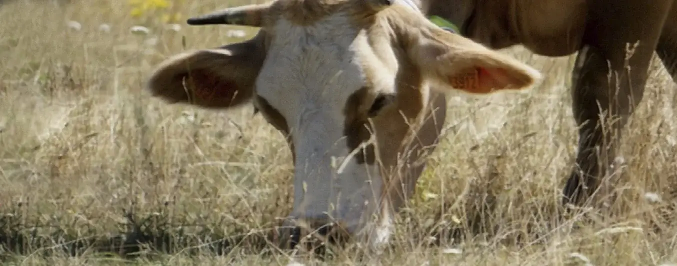 5 aportes de las vacas que usted debería tener presente