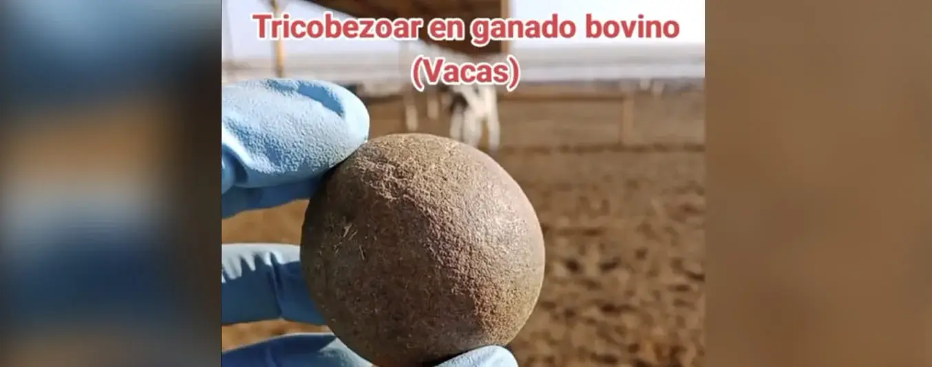 Tricobezoares en bovinos