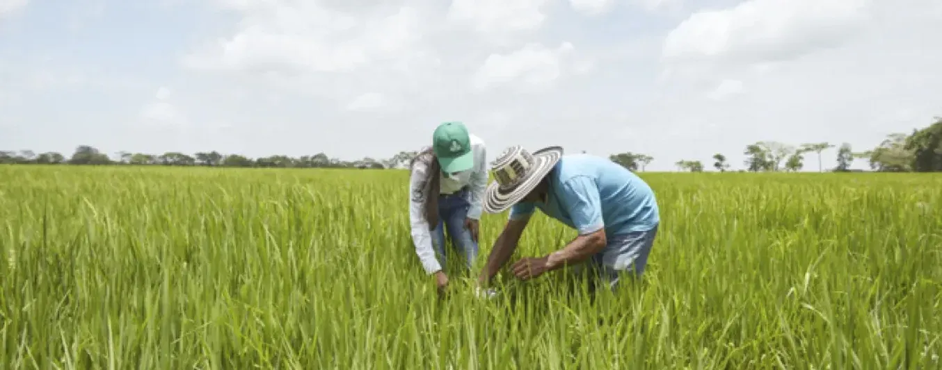 Producción de arroz