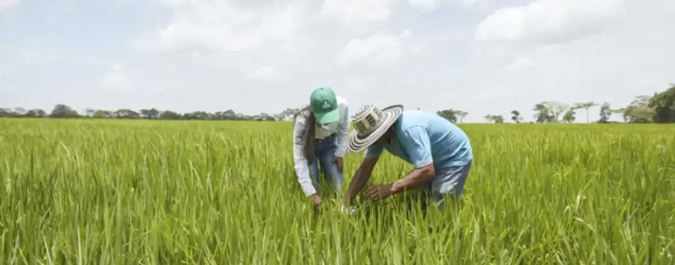 Producción de arroz