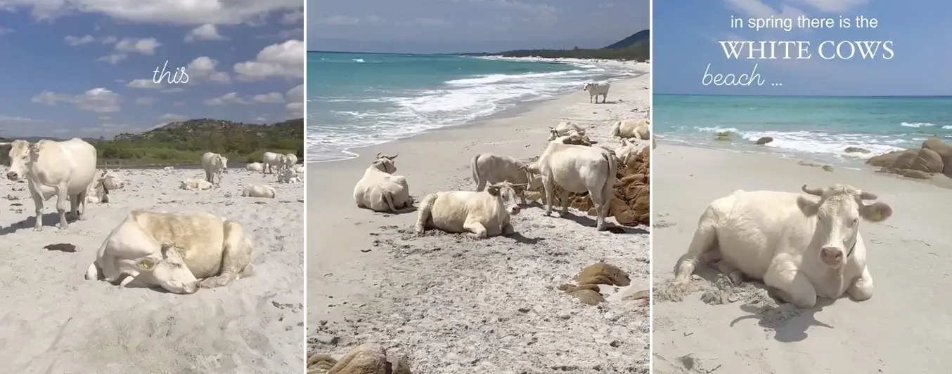 playas-paseado-vacas