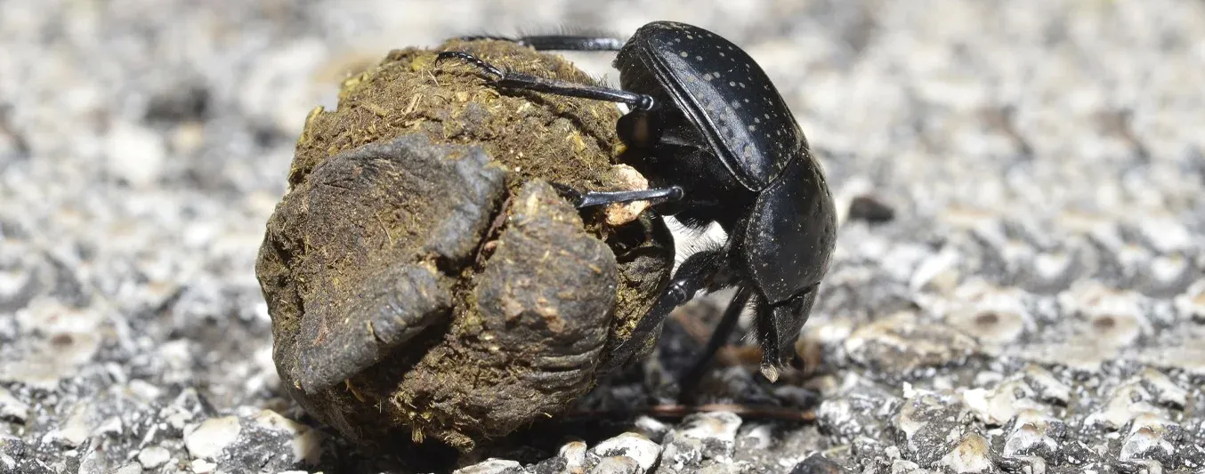 Escarabajo Estercolero
