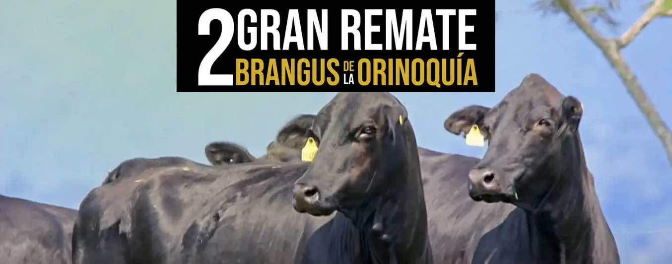 Remate Brangus Orinoquia