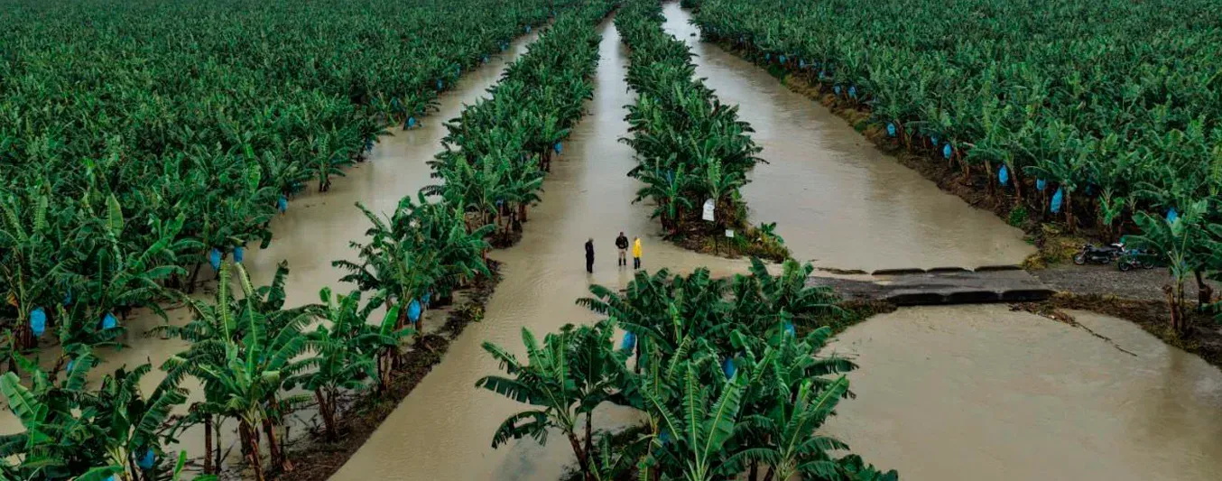 Producción de banano