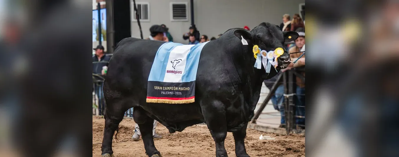 Morocho, el toro brangus que acaba de ser nombrado campeón mundial