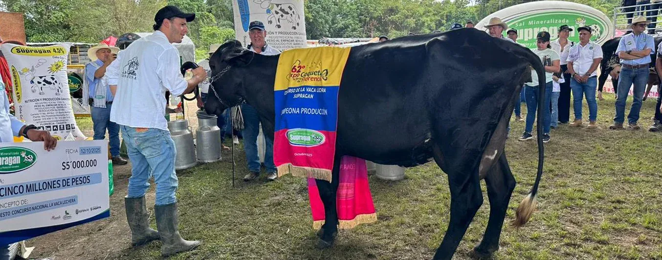 Heredera, es la vaca más productora del país que logró 97,9 litros en Expo Caquetá