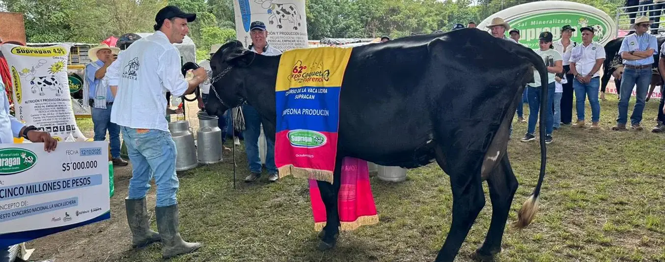 Heredera, es la vaca más productora del país que logró 97,9 litros en Expo Caquetá