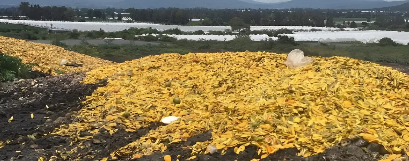 Residuos de mango para alimentación bovina